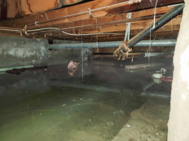 Best Carpet water damage restoration  in Glenville, WV